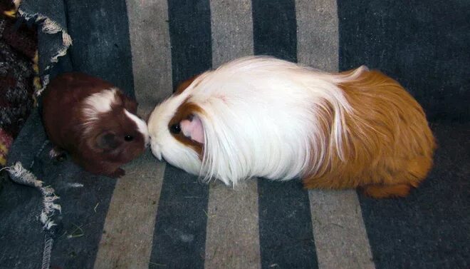 что делать если морская свинка умирает. смерть морских свинок после родов. насморк у морской свинки. морская свинка убирает. морская свинка мëртвоя.