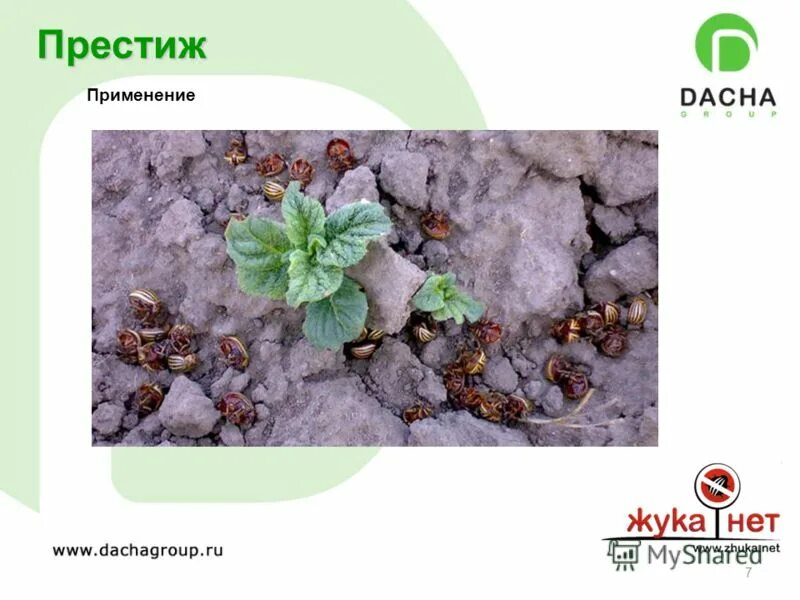 Prestige jewelry. Prestige логотип. престиж для замачивания помидор. престиж и авторитет. престиж это простыми словами.