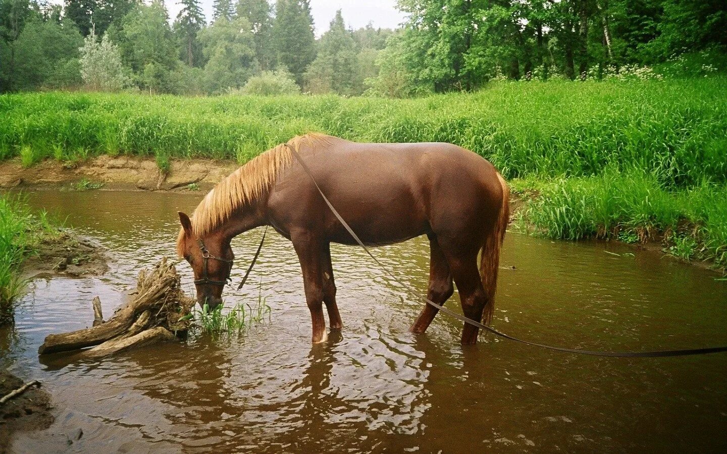 Лошадь пила воду. Лошади на водопое. Лошадь пьет воду. Конь пьет. Лошадь у реки.