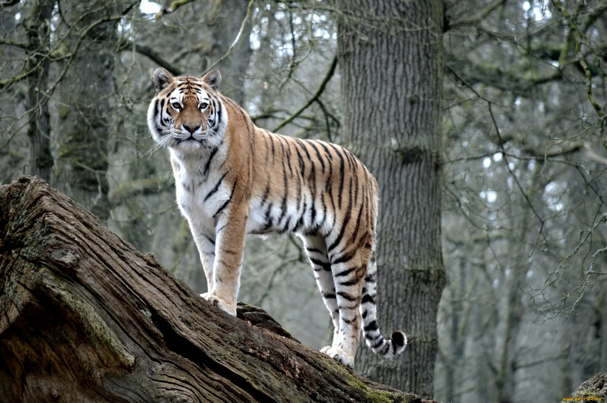 Tree tiger