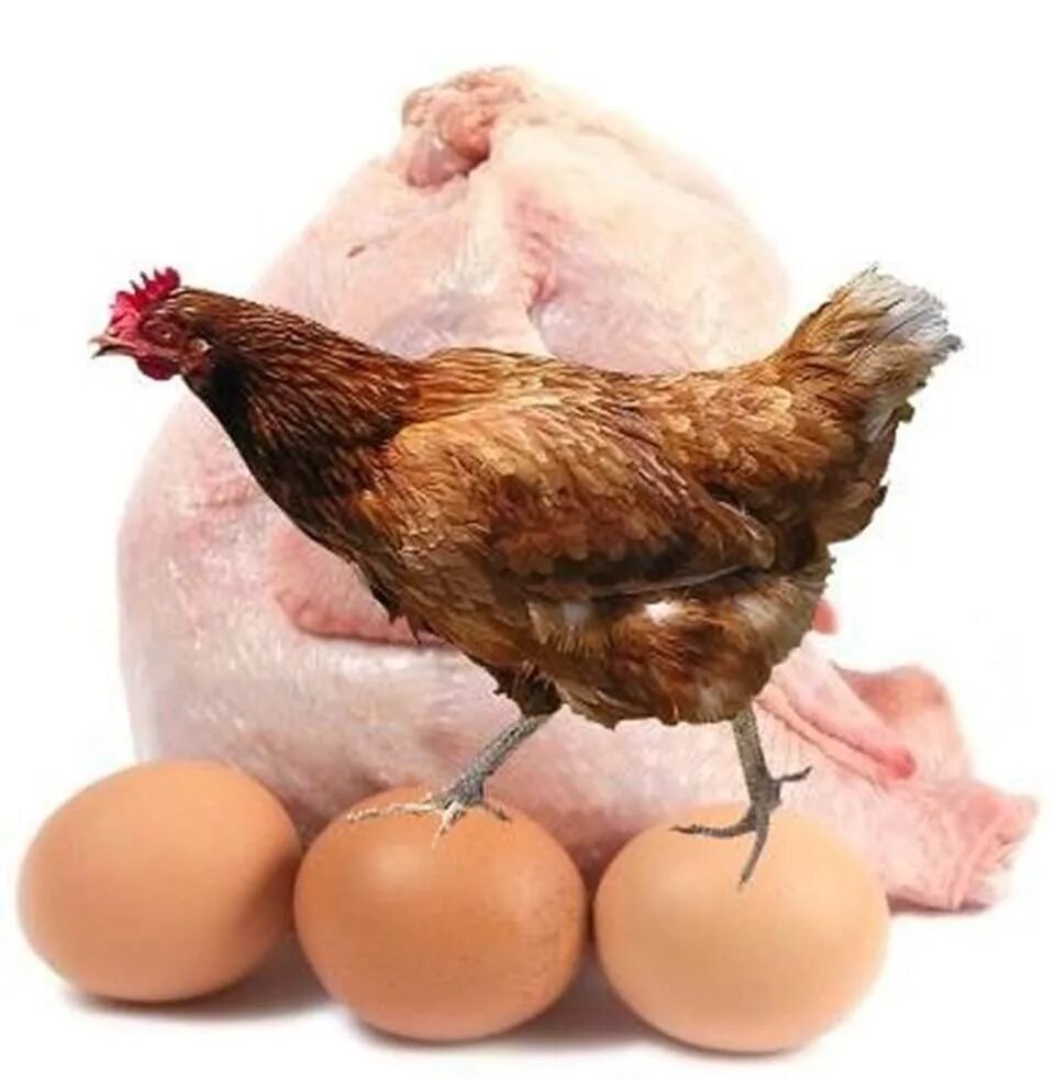 Курица. Продукция птицеводства. Курица с яйцами. Куриное мясо и яйца. Яйцо мясная курица