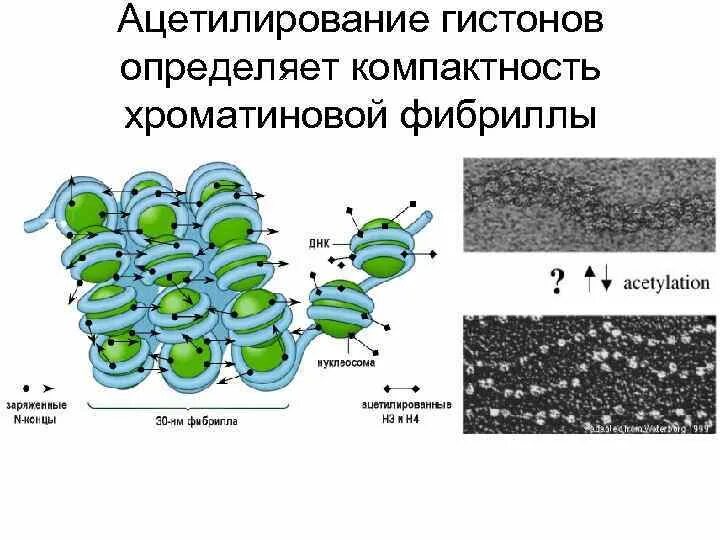 Какой цифрой на рисунке обозначена молекула днк