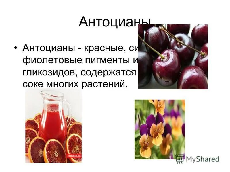 антоцианы это. роль антиоксидантов в медицине. антоцианы в медицине. антоцианы. антоцианы пигменты растений индикаторы.