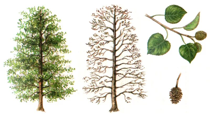осина биология. осина листья и плоды. ольха. ольха детям. ольха дерево.