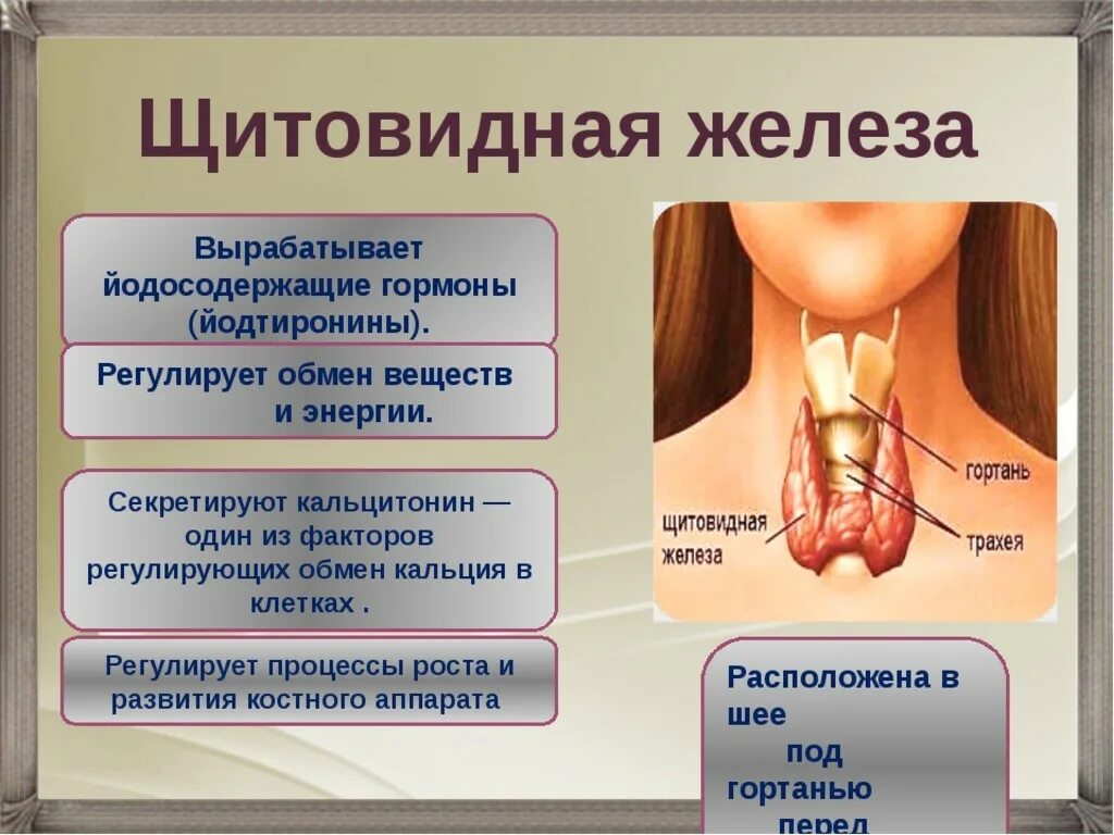 Железы щитовидной железы. Локализация щитовидной железы. Щитовидка железа щитовидная. Секретирует тиреотропный гормон