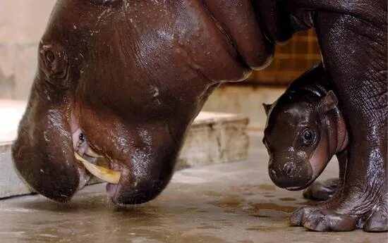 Новорожденный Бегемотик. Детеныш бегемота. Новорожденные Бегемоты. Рождение бегемота.
