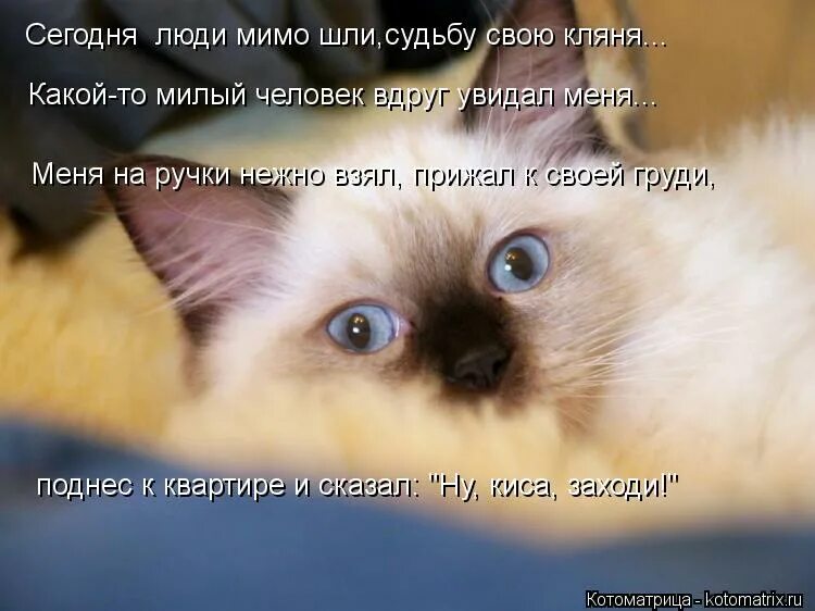 красивый фото людей и милый. песец. девочка с цветами. счастливые влюбленные. добрая девочка.