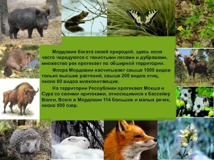 Животные мордовии