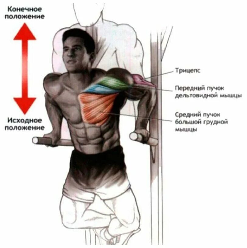 какие мышцы качаются на брусьях. отжимания на брусьях на грудные мышцы техника. группы мышц при отжимании на брусьях. какие мышцы задействуются при отжиманиях на брусьях. схема отжиманий на брусьях.