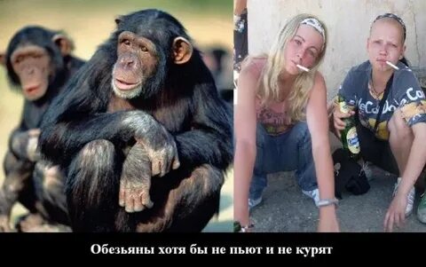 Жена обезьяна