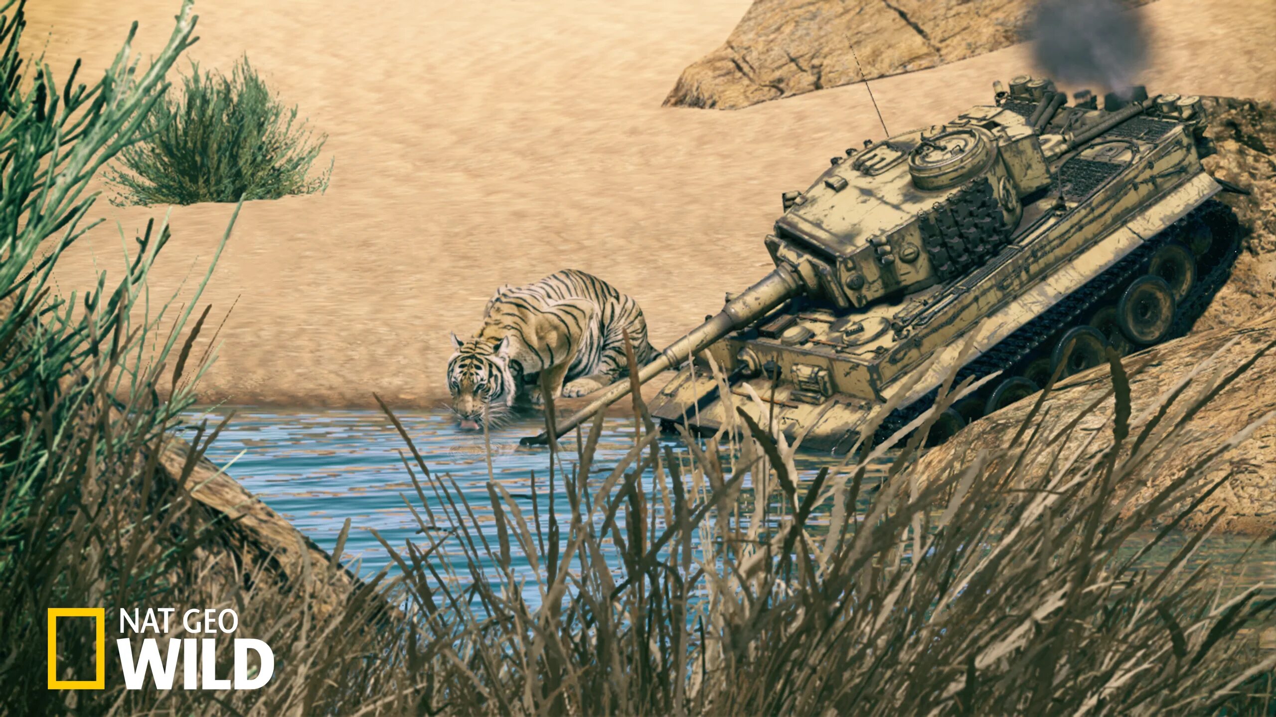 Тигр в засаде мем. Танк тигр в пустыне. Плавающий тигр танк. Тигр пьет воду. Танк тигр в пустыне арт.