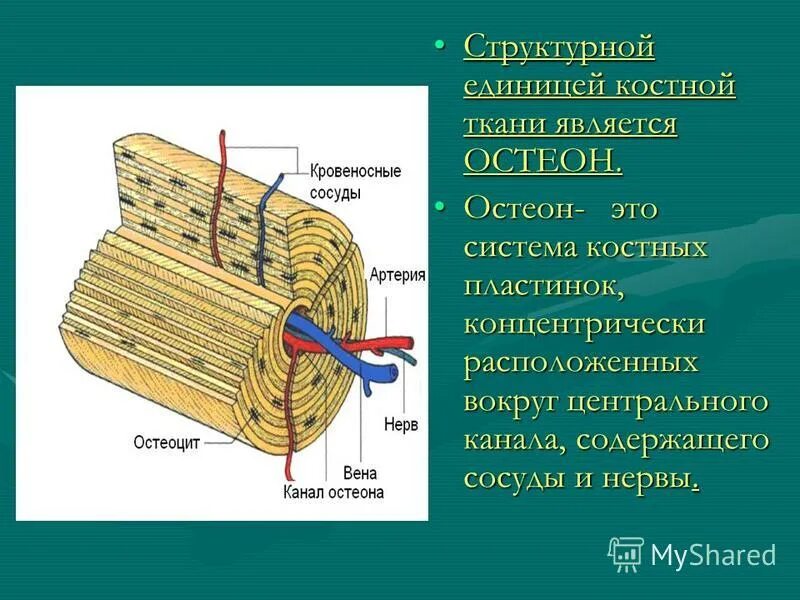 Структурная единица кости. Остеон структурная единица костной ткани. Костные пластинки остеона. Структурно-функциональная единица кости Остеон. Концентрически расположенные костные пластинки.