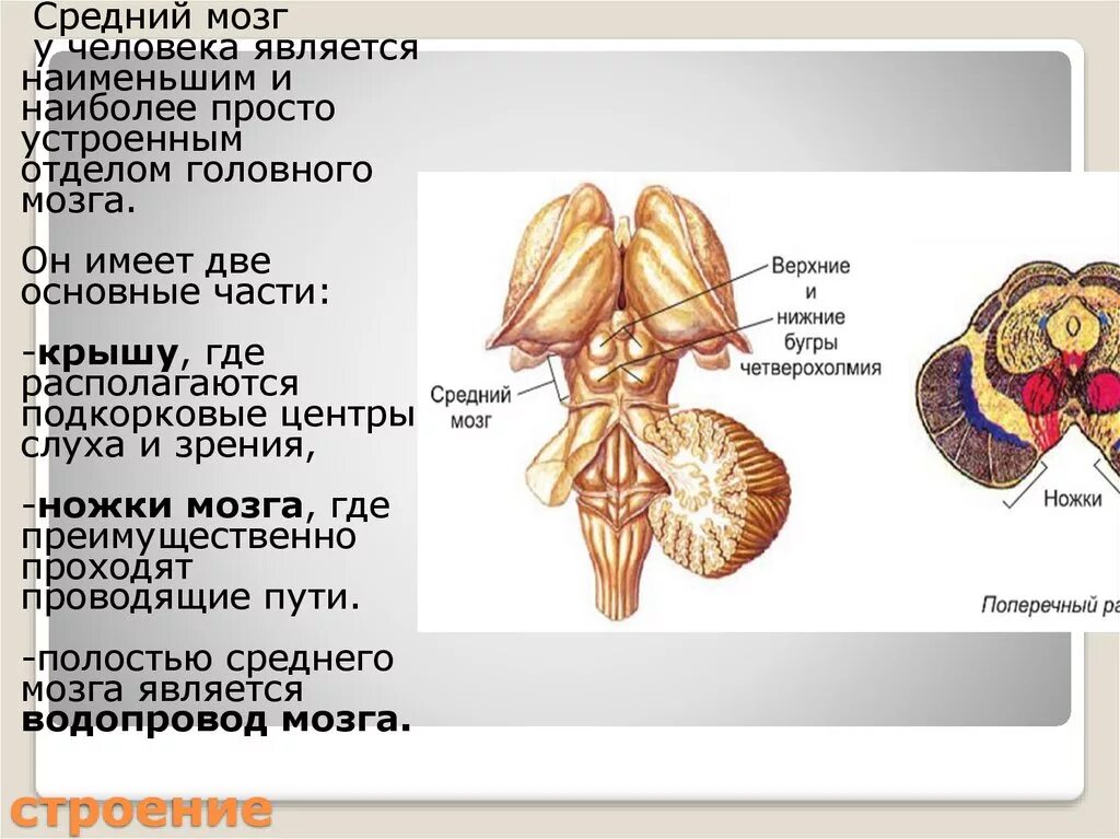 Средний мозг подкорковый центр. Функции четверохолмия среднего мозга физиология. Строение и функции среднего мозга физиология. Схема внутреннего строения среднего мозга.