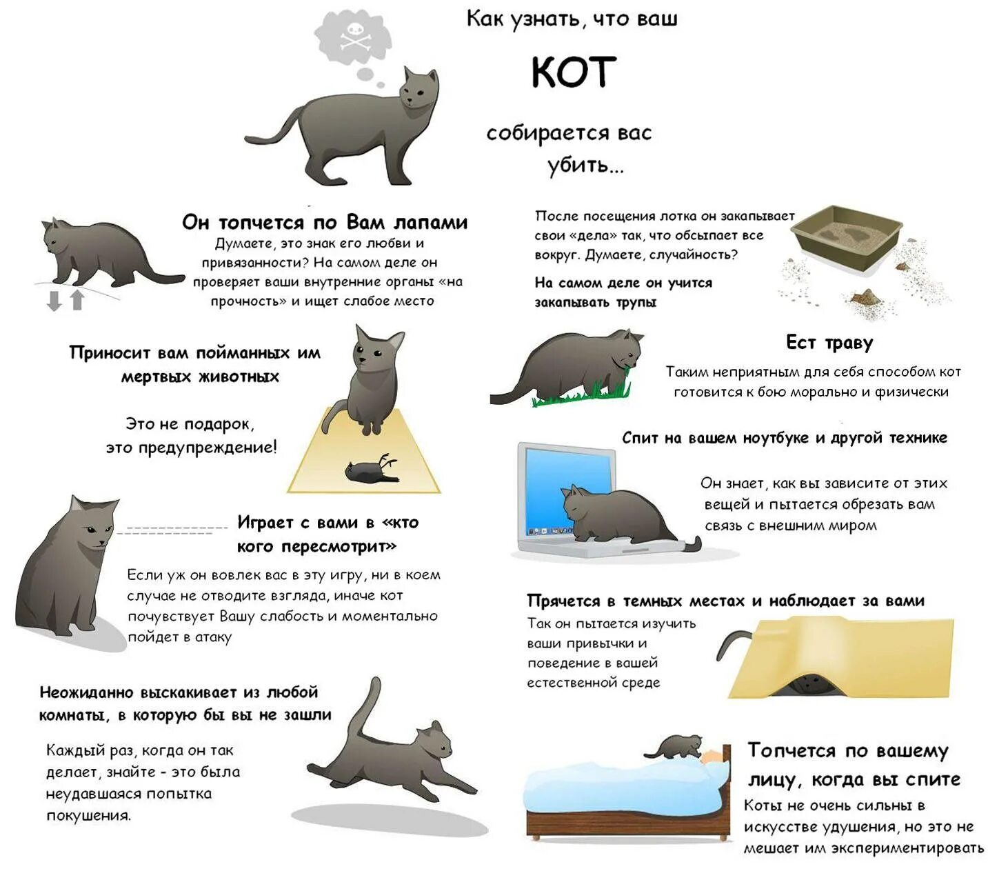 Почему кошка пытается