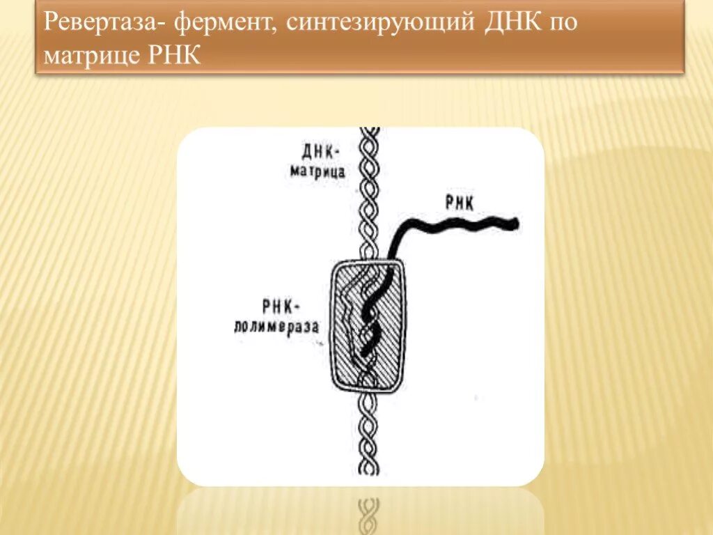 Ревертаза строение. Фермент ревертаза. Фермент Обратная транскриптаза. Ревертаза роль. Обратная транскриптаза