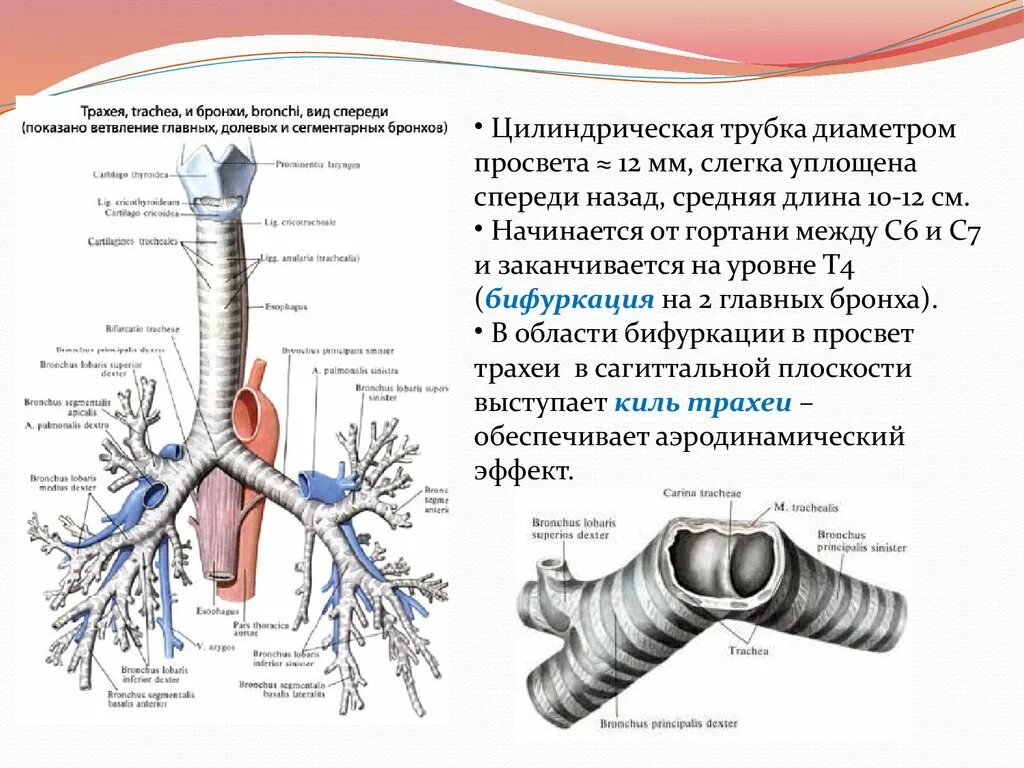 Трахея сбоку. Гортань трахея бронхи строение. Длина трахеи