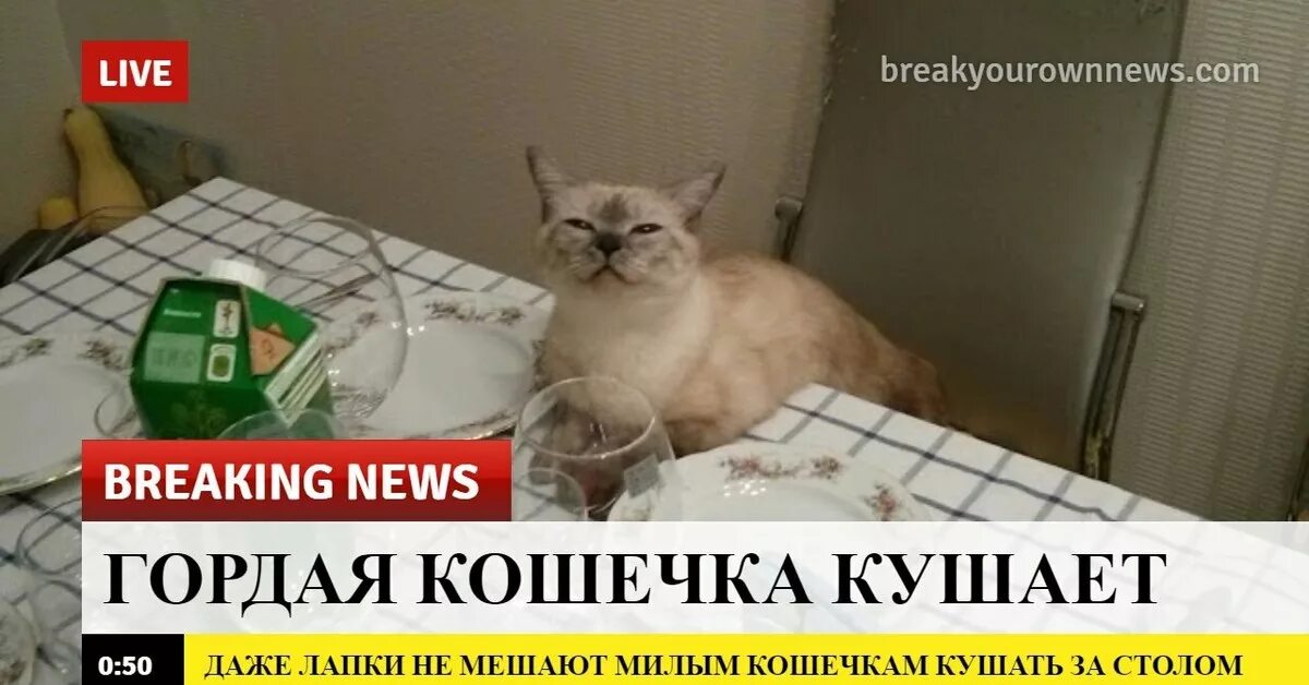 Которые мы заслужили. Breaking news кот. новости которые мы заслужили мем. добрые новости мем. breaking news животные.