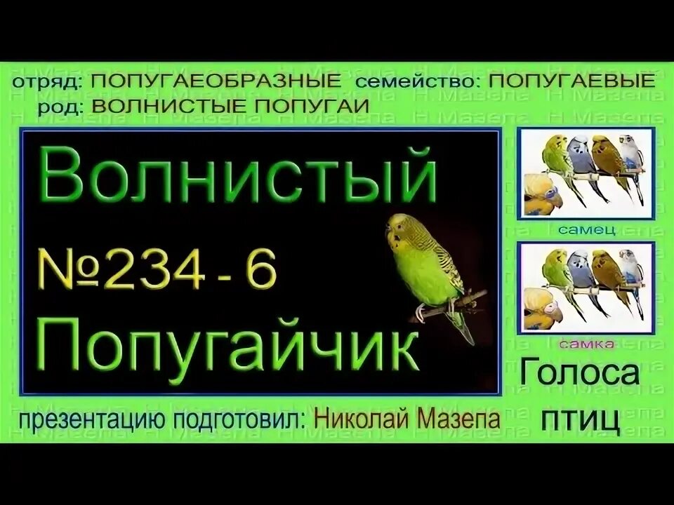 Переводчик с попугайского. Отряд попугаеобразные представители. Попугаеобразные отряды птиц.