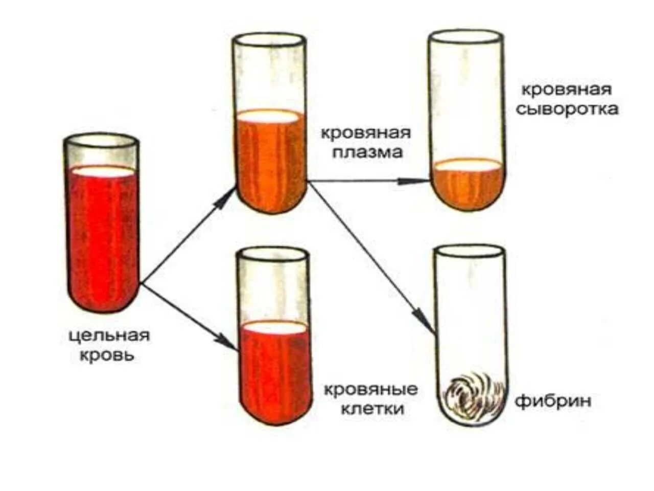 Состоит из плазмы и форменных элементов