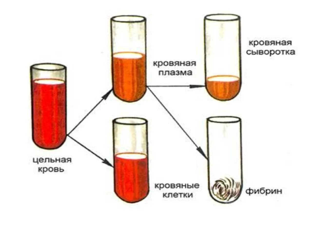 Фибрин плазма сыворотка крови. Состав крови плазма и сыворотка крови. Кровь состоит из плазмы и форменных элементов схема. Форменные элементы сыворотки крови. Т4 сыворотка крови
