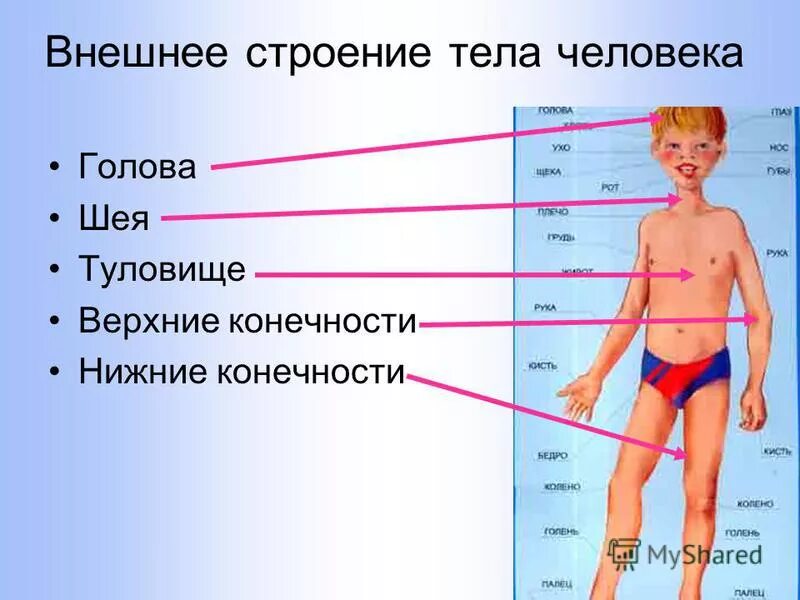 Внешняя часть человека. Строение тела человека. Внешнее строение тела человека. Строение человека части тела. Внешнее и внутреннее строение человека.