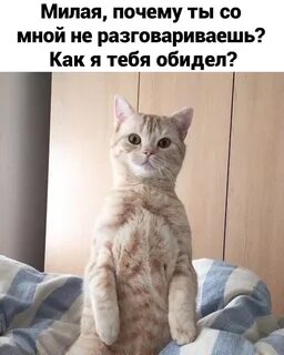 Почему мил