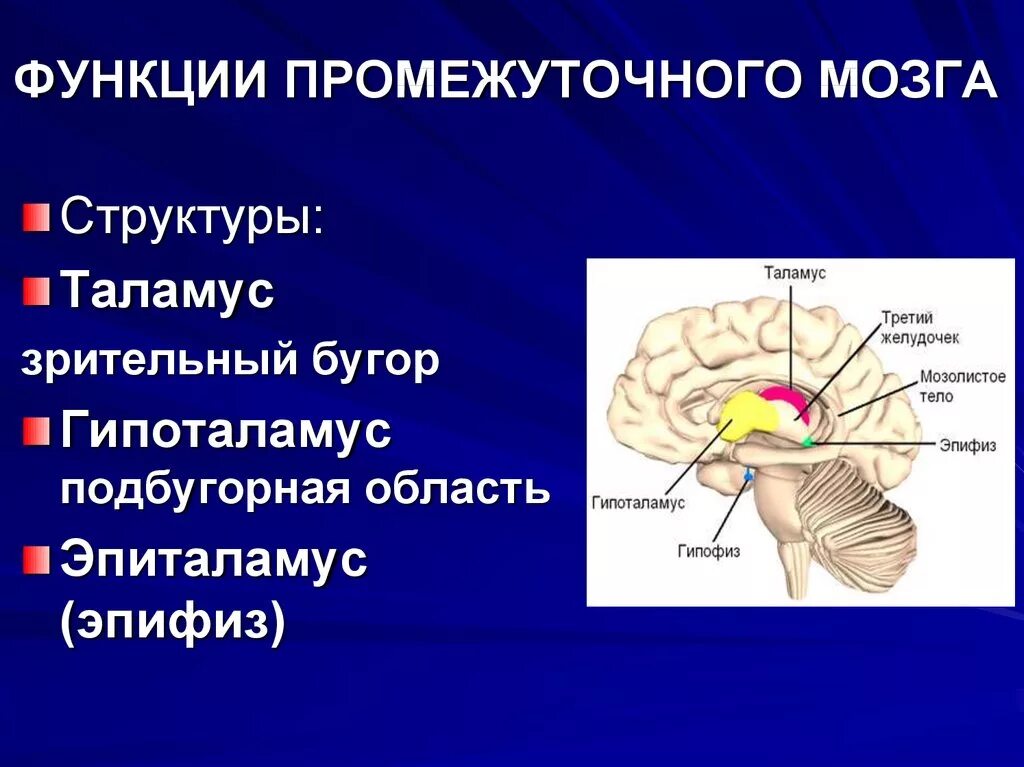 Функции промежуточного мозга 8 класс биология. Промежуточный мозг отделы и функции. Промежуточный мозг строение и функции. Проводниковая функция промежуточного мозга.
