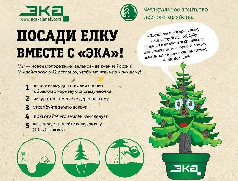 Сколько живут елки
