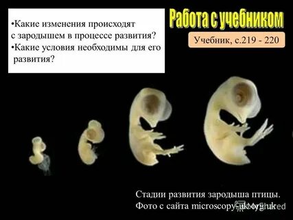 Условия развития зародыша