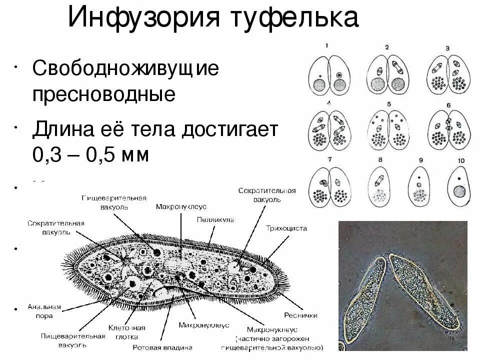 Инфузория-туфелька инфузории. Строение инфузории 7 класс. Функция цитоплазмы у инфузории туфельки. Инфузория туфелька особенности. Инфузория балантидий.