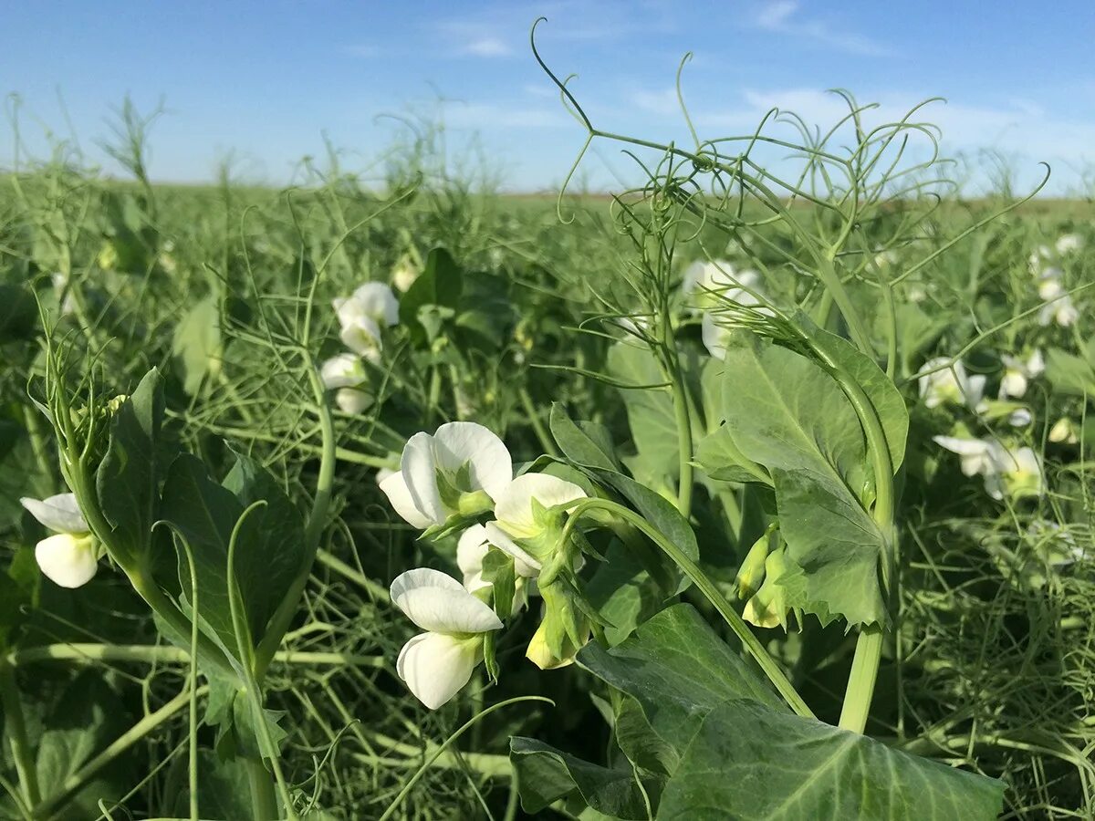 Поле гороха. Пелюшка горох полевой. pisum sativum - горох посевной. горошек полевой. горошек пелюшка.