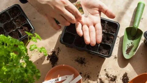 Татпотребсоюз - сельчанам: "Без рассады не оставим!