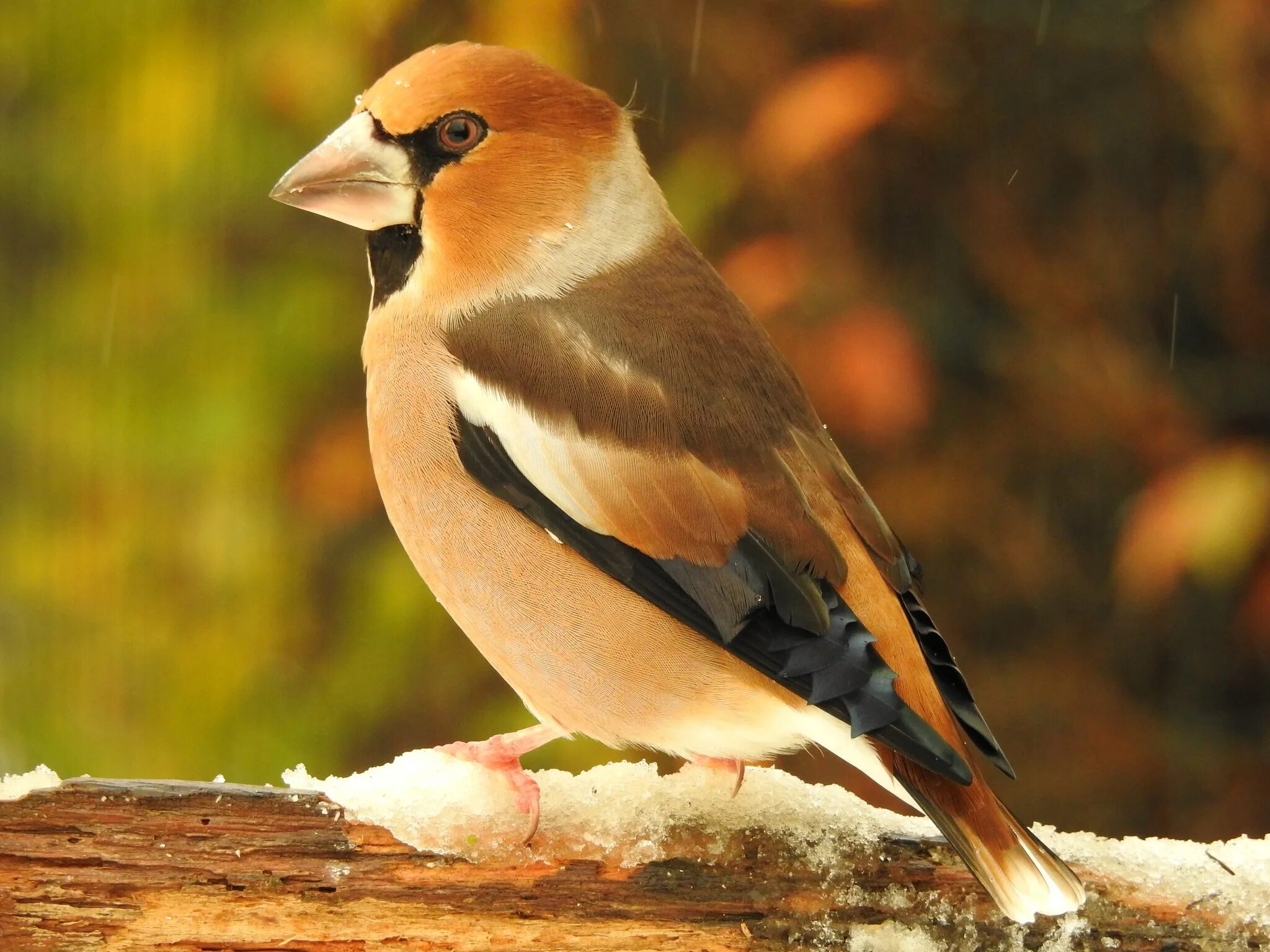 Дубонос зимой. Зяблик Дубонос. Дубонос coccothraustes coccothraustes. Обыкновенный Дубонос. Клест Дубонос.