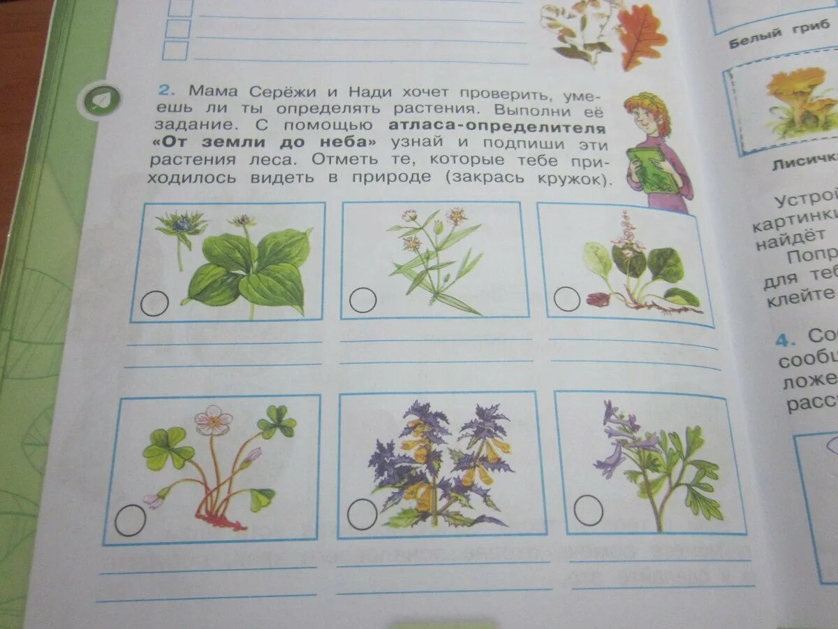 Атлас определить 1 класс. Атлас-определитель от земли до неба 4 класс окружающий мир. атлас определитель от земли до неба 4 класс растения. атлас-определитель от земли до неба 4 класс окружающий мир растения. атлас-определитель 2 класс.