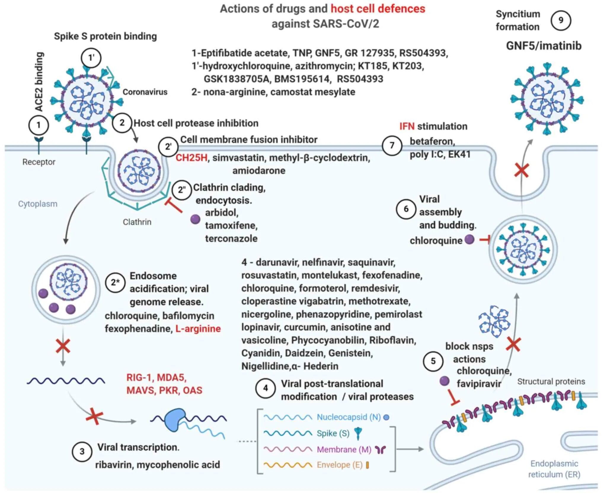 Вирус сарс группа патогенности. Жизненный цикл SARS-cov-2. Ppt SARS cov туберкулез. SARS cov 2 Persistence. Эпиднадзор за SARS cov2.