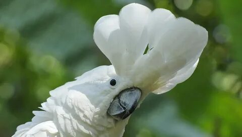 Какаду стоит