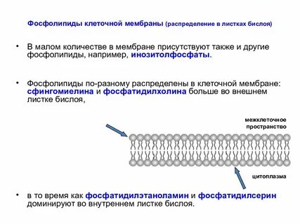 Липидный бислой