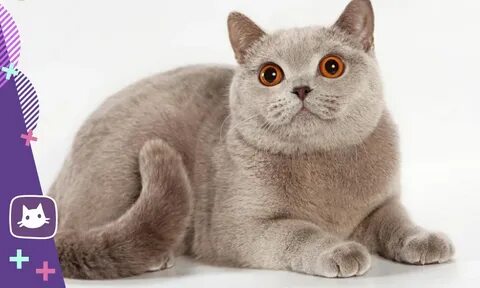 Британская короткошерстная кошка окрасы