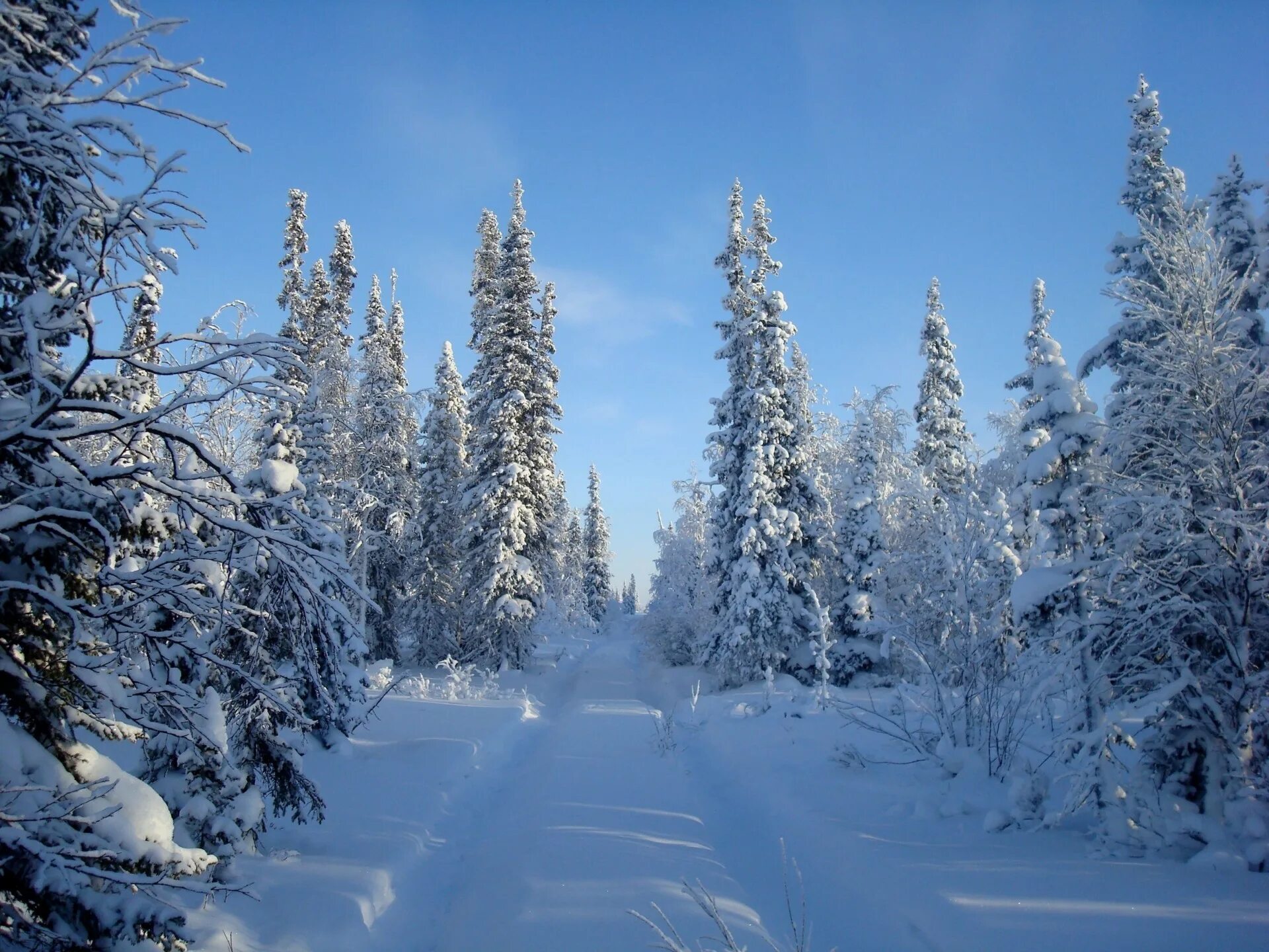 Зимние картинки. Зимний лес. Зимой в лесу. Снежный лес. Зима пейзаж.