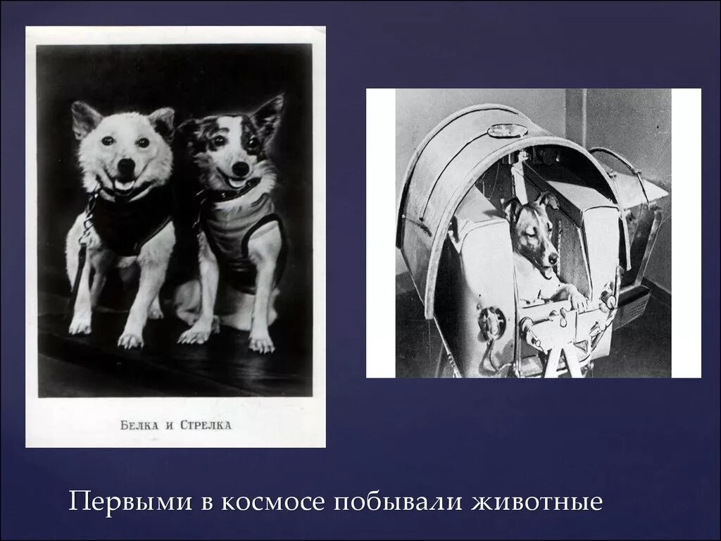 Какое животное никогда не летало в космос. Животные в космосе. Первые животные полетевшие в космос. Самые первые животные в космосе. Животные которые летали в космос для детей.