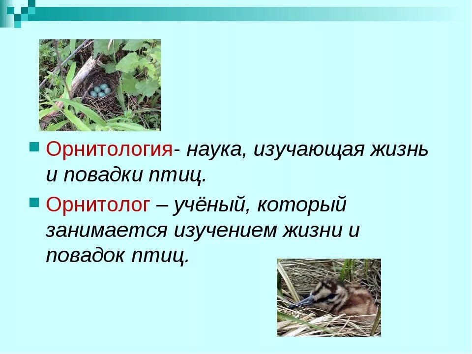 Орнитология презентация. Интересные привычки птиц. Орнитология это наука изучающая птиц. Наука изучения птиц.