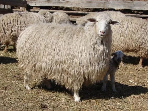 Авито продаж с х животных
