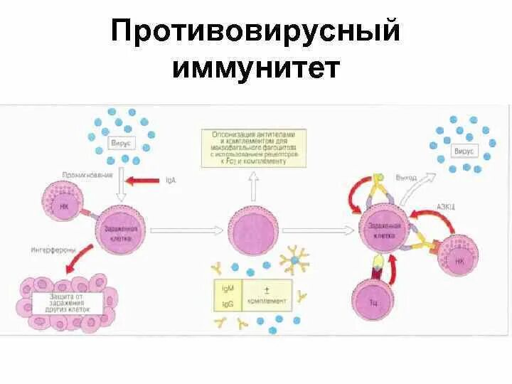 Презентация на тему вирус герпеса. Герпес вирусы иммунитет. Герпес вирусы иммунитет. Герпес вирусы иммунитет. Влияние герпеса на иммунитет.
