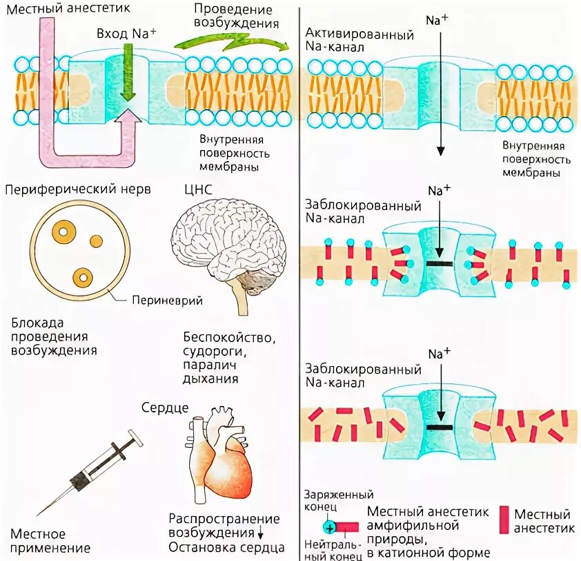 Эффект анестетика. Схема действия местных анестетиков. Местные анестетики механизм действия схема. Местные анестетики механизм действия фармакология. Механизм действия лидокаина схема.