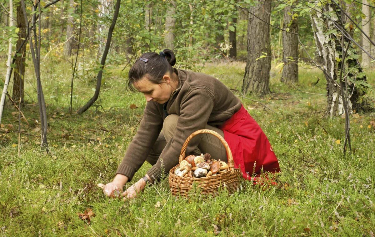 Собирать ягоды в лесу. Дети с корзинкой. Сбор ягод в лесу. Девушка с лукошком в лесу. Идти по ягоды.