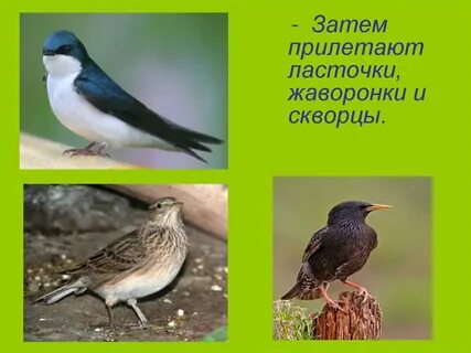 Ласточка в сени