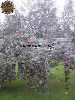 Питомник соколовых