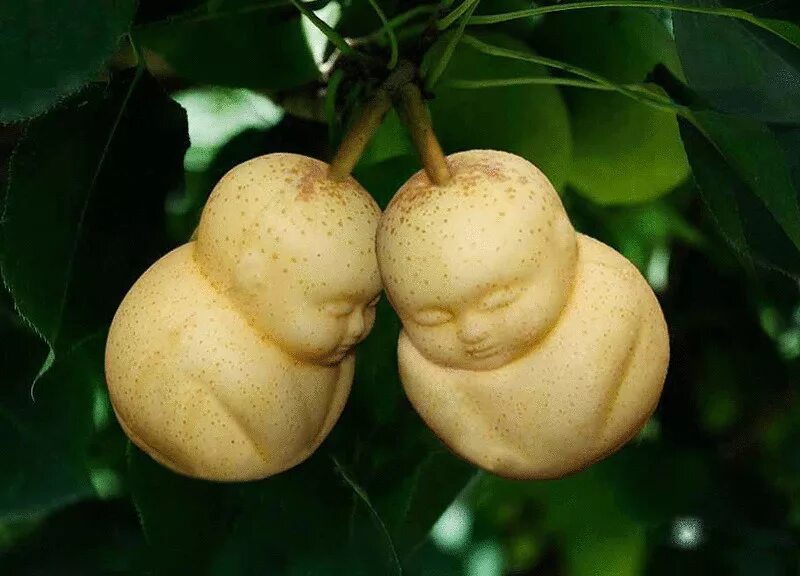 Груши околачивать. Груши околачивать. Хреном груши околачиваю. Хуем груши околачивать картинки. Выражение груши околачивать.