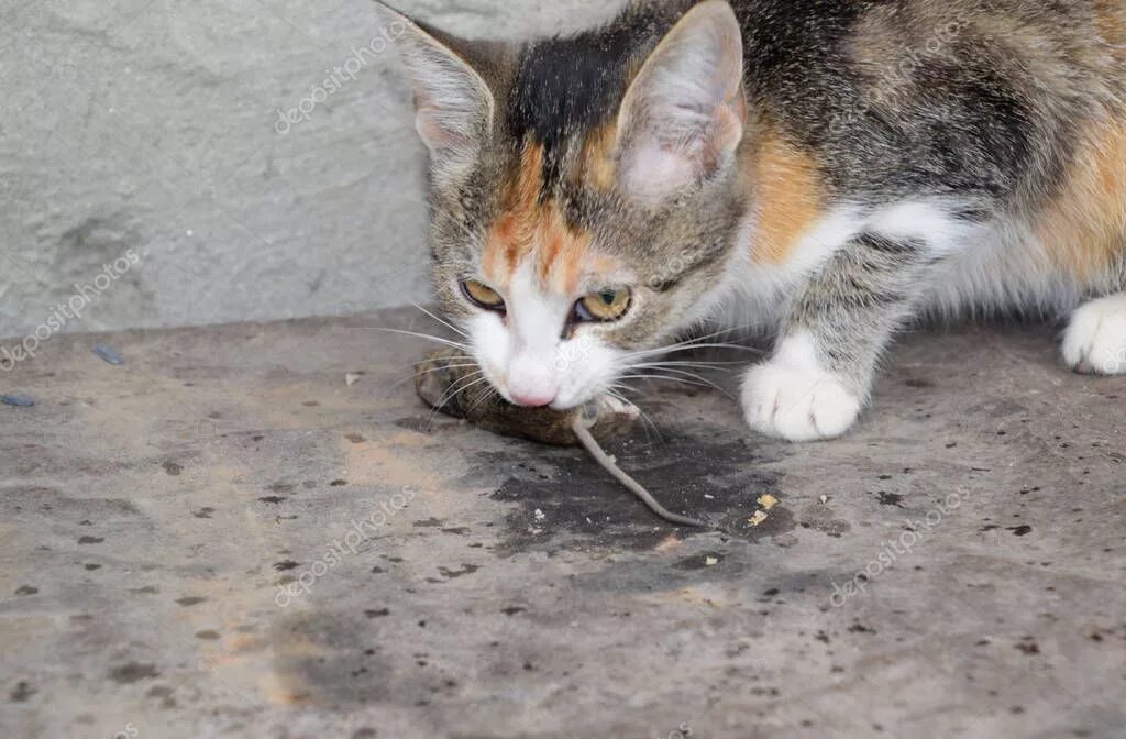 Кошка поймала мышь. Кот с мышкой в зубах. Кот ловит мышь. Сон кошки ловят мышей. Сон кошки ловят мышей.