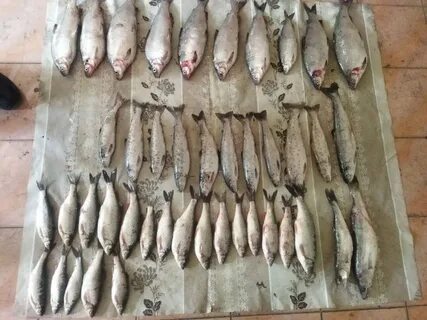 Рыбы озера иссык куль
